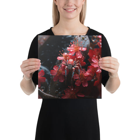 Spider Spirit Animal Canvas