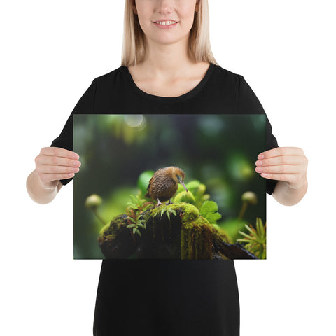 Kiwi Bird Spirit Animal Canvas