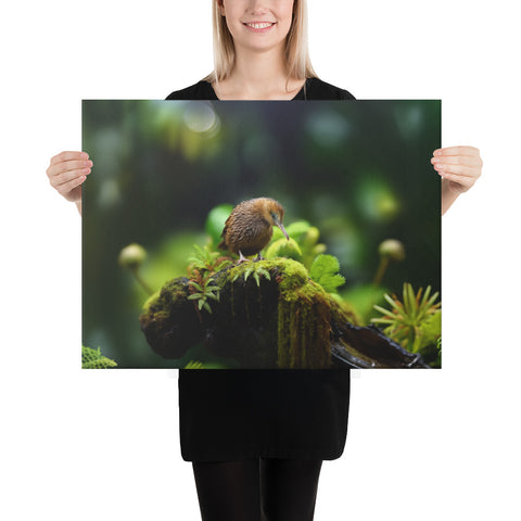 Kiwi Bird Spirit Animal Canvas